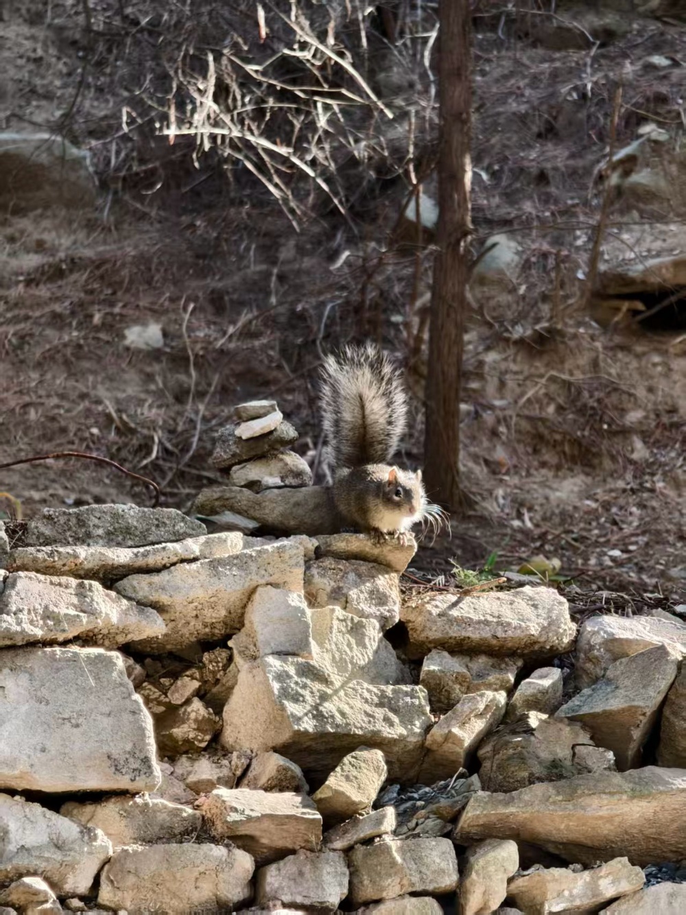 世界模型的下一个阶段是什么?智源研究院给出了答案