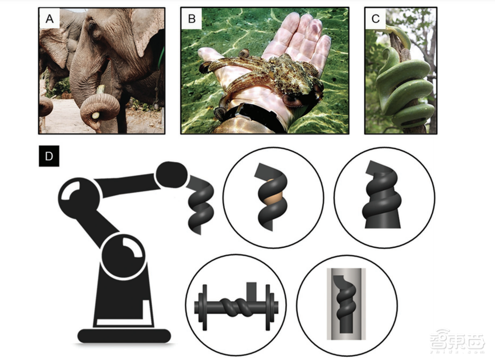 “蛇形”软爪仅8.2g,能举起超自重220倍的物体!一年半内有望投入商用