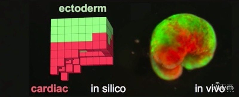 全球首个活体可编程机器人诞生!100%青蛙基因,劈成两半还能自愈