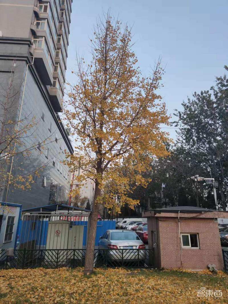 小米1亿像素手机拍照体验,从微距拍到超广角,效果到底如何?