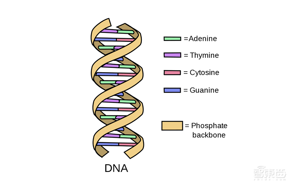 一个咖啡杯装下全世界的数据，DNA存储芯片神奇在哪？