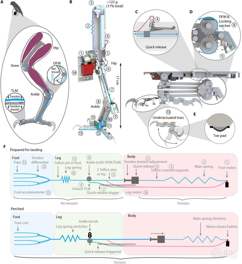 斯坦福发明“长腿”无人机!等比例模仿猎鹰,能空中抓球、树上栖息