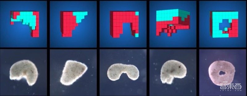 全球首个活体可编程机器人诞生!100%青蛙基因,劈成两半还能自愈