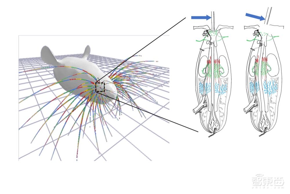 老鼠胡须如何感知世界?科学家研发新机械模型,揭秘神经元下的触觉