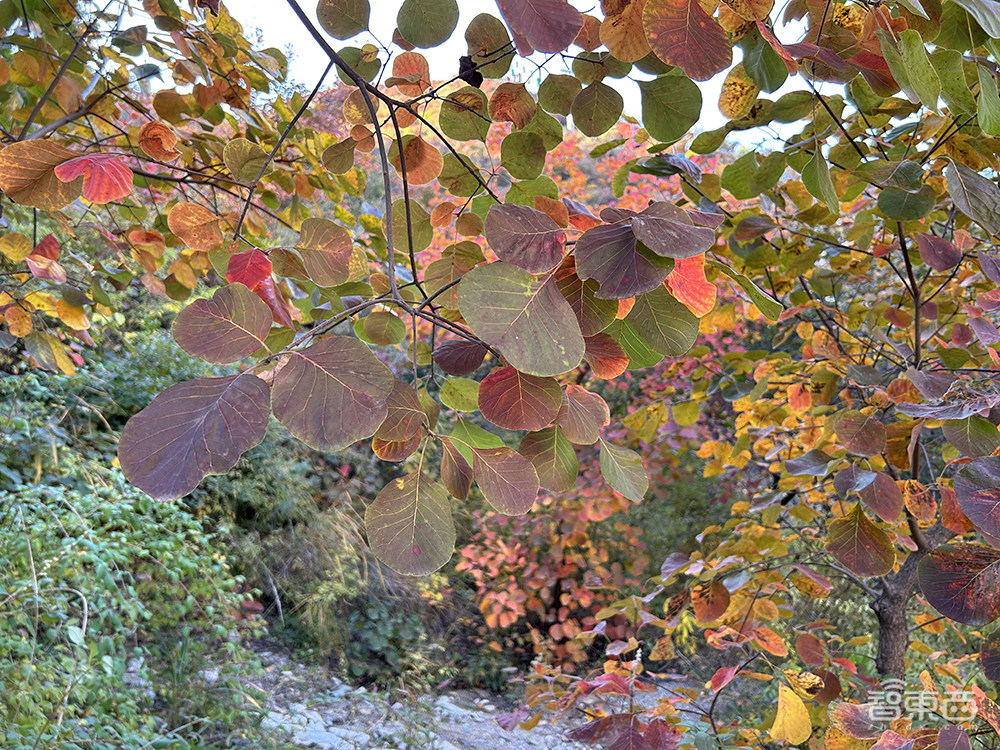 被“小看”的“大個(gè)子”，iPhone 14 Plus到底是誰的菜？