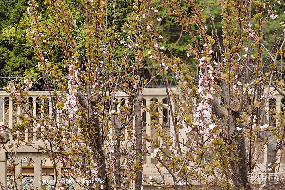 一加9 Pro深度体验:拍照PK小米旗舰“神仙打架”,系统换血轻快依旧