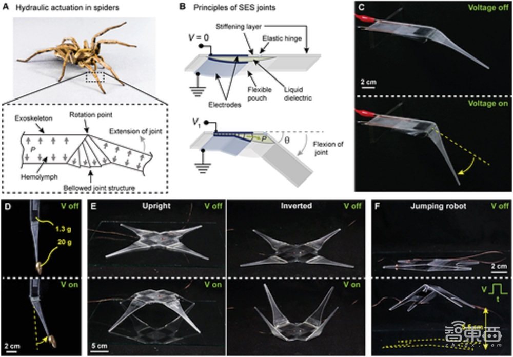 弹跳超自身10倍，机器人关节驱动新进展，受蜘蛛启发