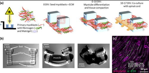 美研究者用3D打印的小鼠肌肉构造生物机器人，有望用于假肢制造