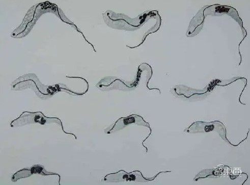 AI挑战寄生虫病！攻破蛋白质结构后，DeepMind发大招