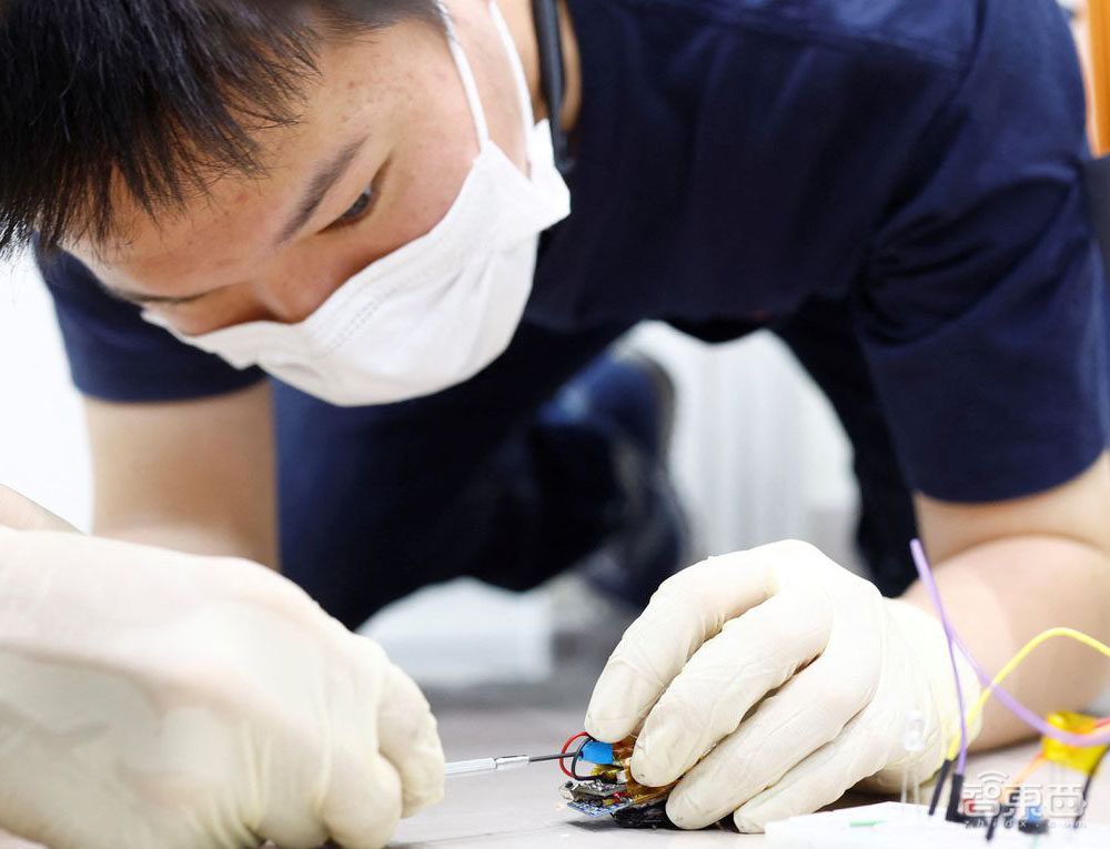 “赛博小强”出没?半机械昆虫未来或许可以完成搜救任务