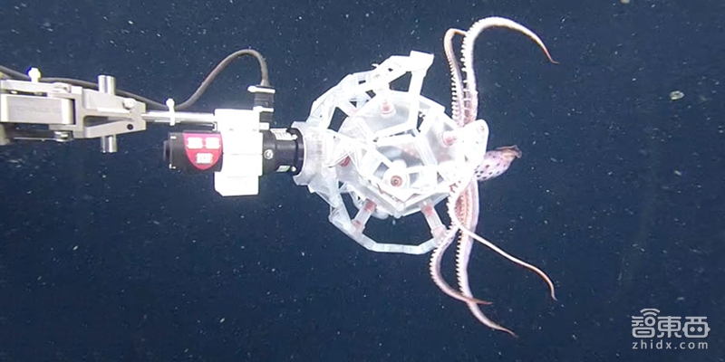 哈佛推出花瓣式机器爪 和海洋生物来一场温柔的互动