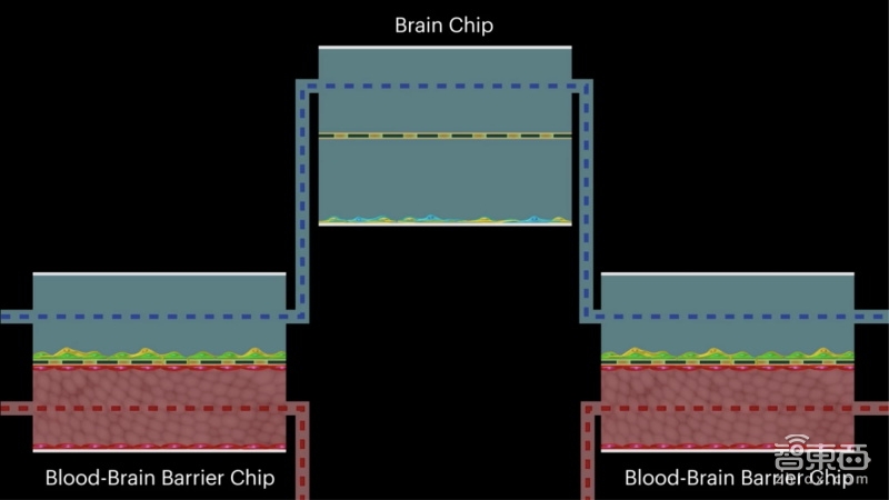 通过生物芯片构造人工大脑 哈佛研究员探索疾病新疗法