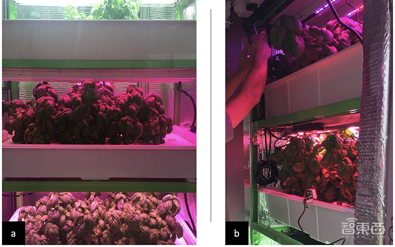 让罗勒更香更美味！MIT研发新算法，改进植物光照周期