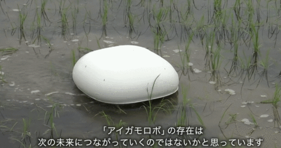 日本工程师研发出鸭子机器人，可帮稻田除杂草和虫害