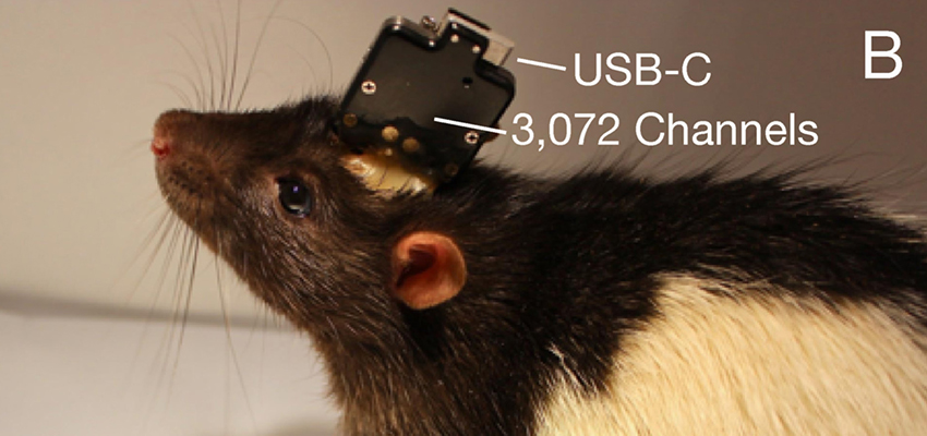 明年开始人体实验！马斯克脑机接口重大突破，已能让猴子用脑控制电脑