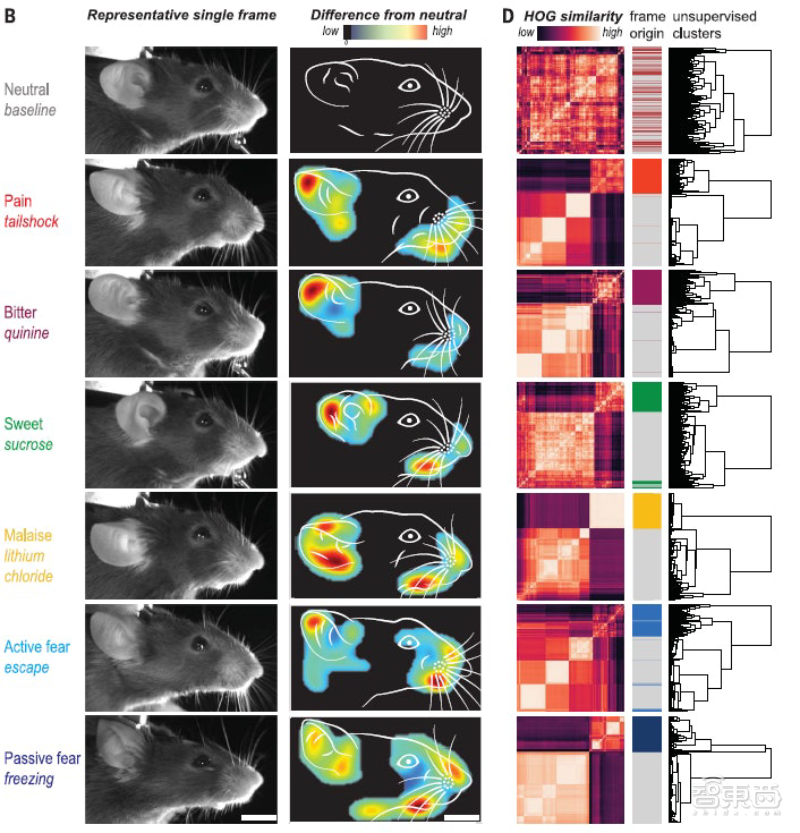 老鼠也会“喜怒形于色”！AI变身表情解码器，原来大脑会为情绪分工