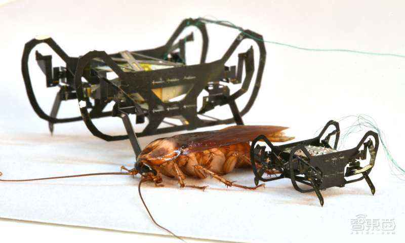 机器人“小强”比所有昆虫跑得快！