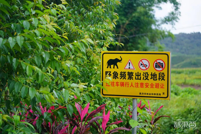 野象出没请小心！AI上阵，带300头濒危亚洲象重返雨林 