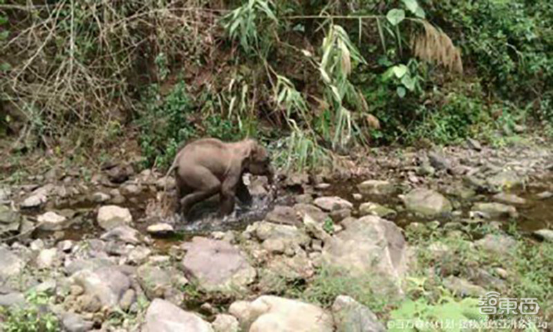 野象出没请小心！AI上阵，带300头濒危亚洲象重返雨林 