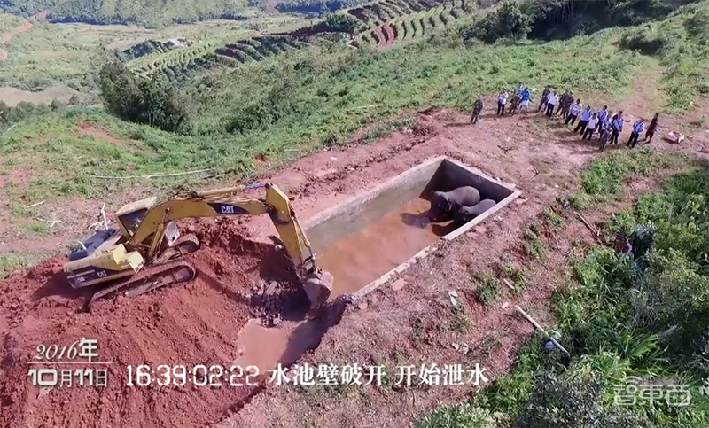 野象出没请小心！AI上阵，带300头濒危亚洲象重返雨林 