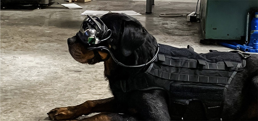 智能军用犬即将 上线 美军方开发狗可以用的ar眼镜 智东西