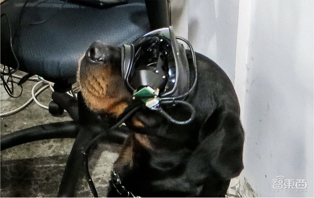 智能军用犬即将“上线”？美军方开发狗可以用的AR眼镜