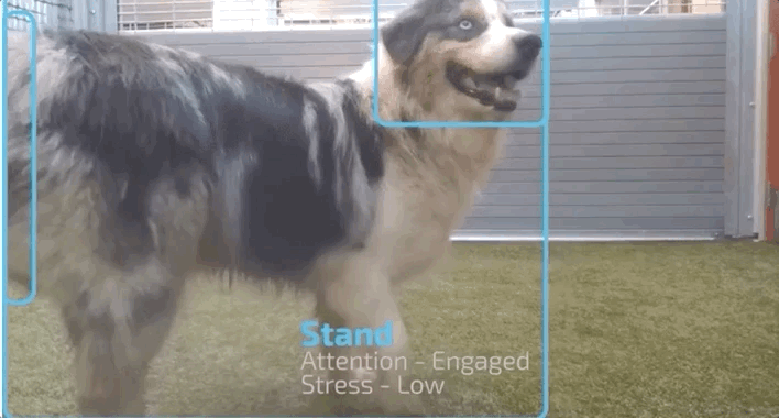用AI缓解狗狗分离焦虑症！美国创企研发智能宠物训练机