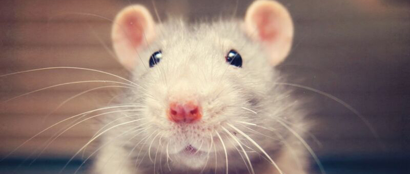 老鼠胡须如何感知世界？科学家研发新机械模型，揭秘神经元下的触觉