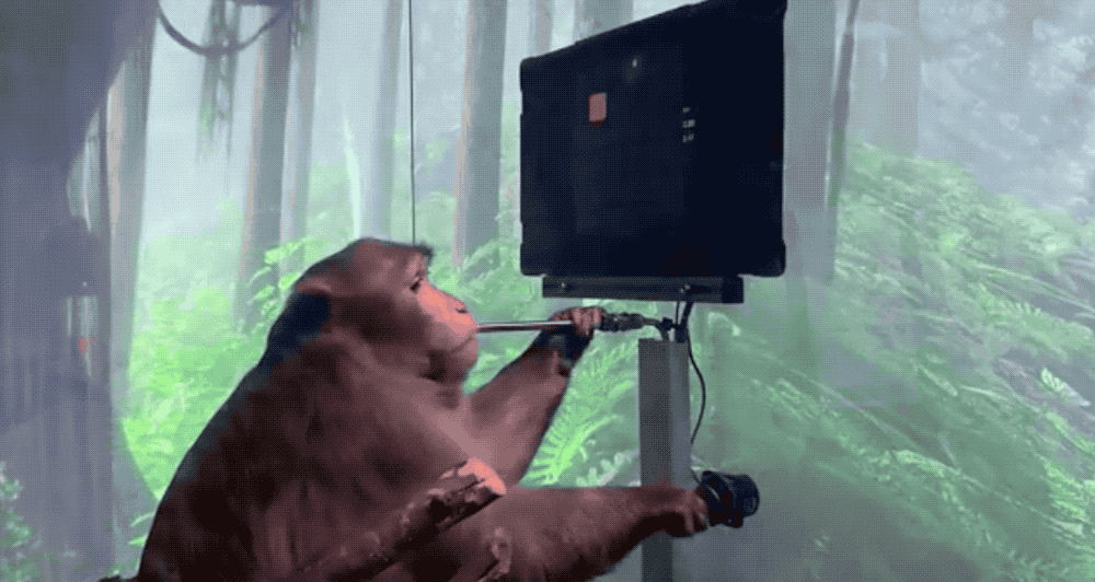 猴子用意念玩乒乓球电游，马斯克秀脑机接口新进展