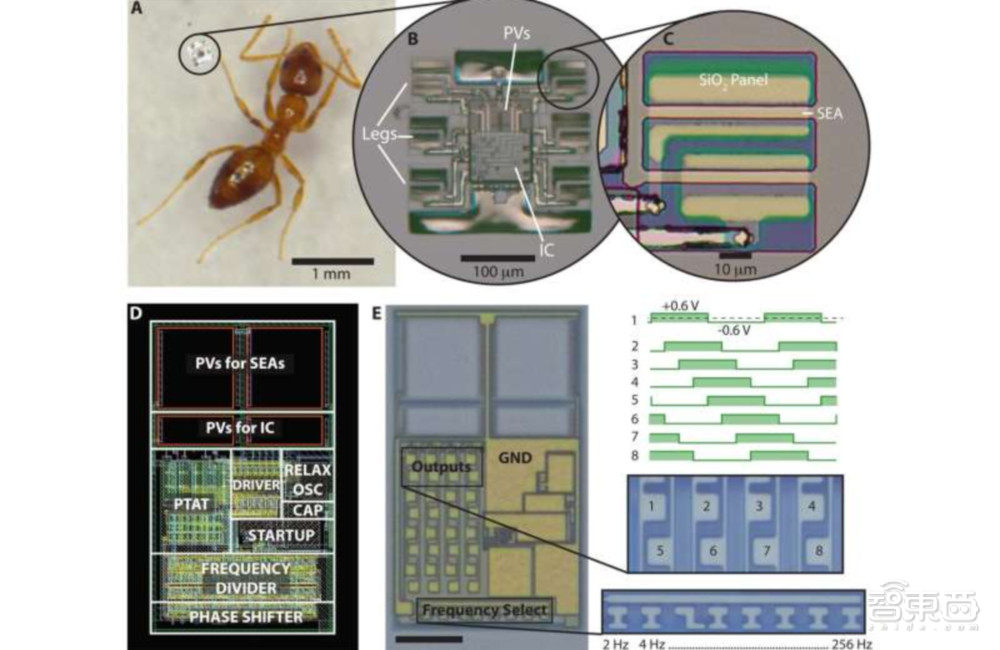 微型机器人用电子“大脑”自主走路，登上Science子刊封面