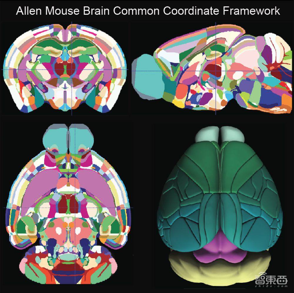 亚马逊云计算发力神经学，AWS与艾伦研究所构建“人脑地图”