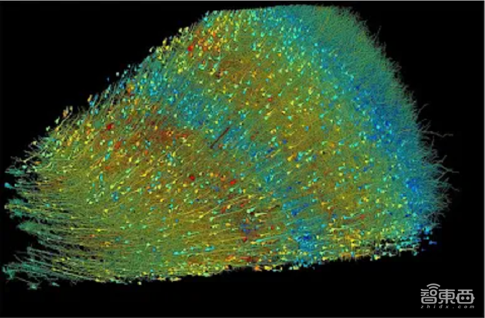 挑战人脑860亿神经元！谷歌团队先从小鼠大脑入手，AI算法创新立大功