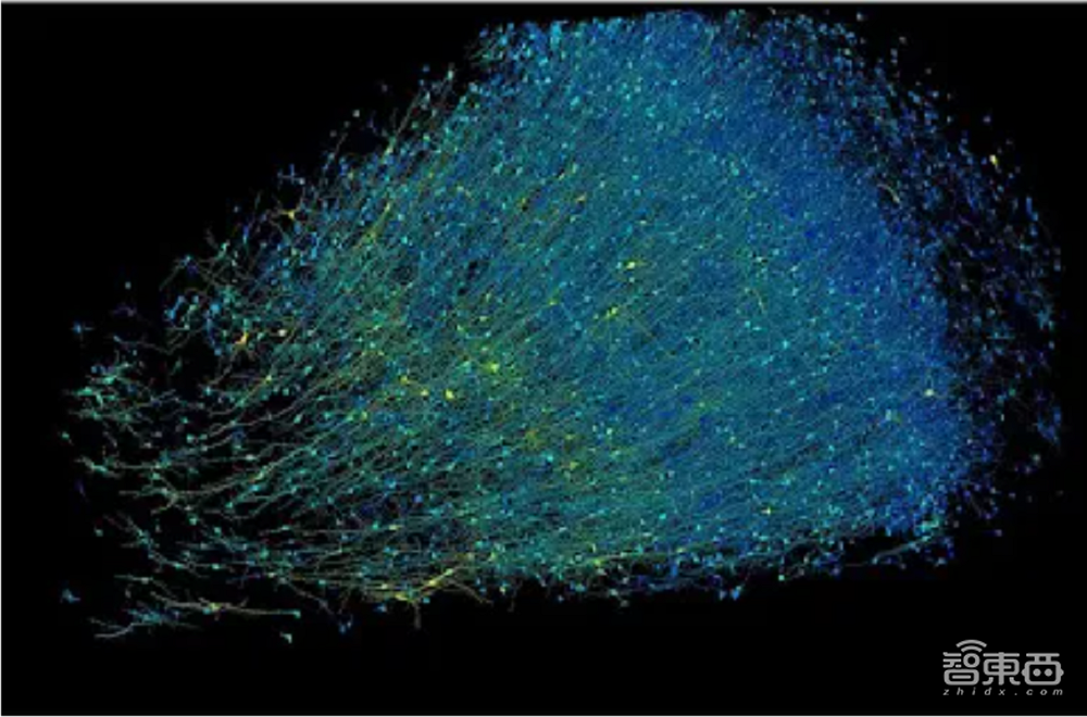 挑战人脑860亿神经元！谷歌团队先从小鼠大脑入手，AI算法创新立大功