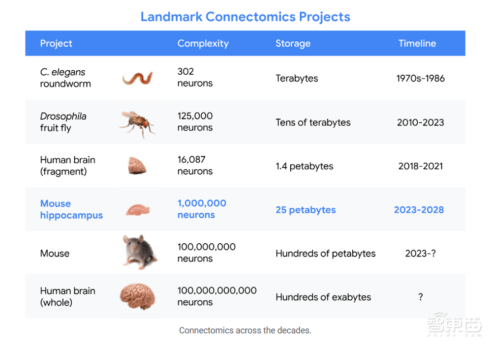 挑战人脑860亿神经元！谷歌团队先从小鼠大脑入手，AI算法创新立大功