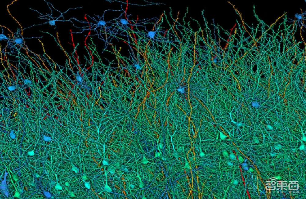 挑战人脑860亿神经元！谷歌团队先从小鼠大脑入手，AI算法创新立大功